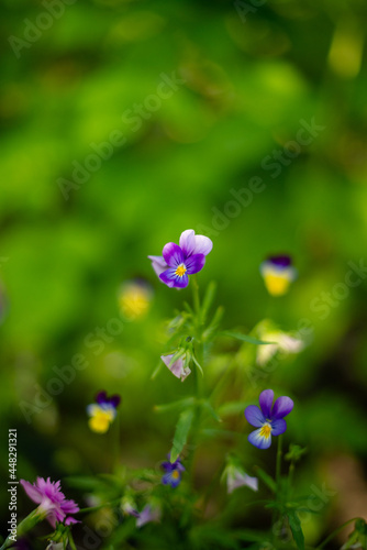 flowers in the garden