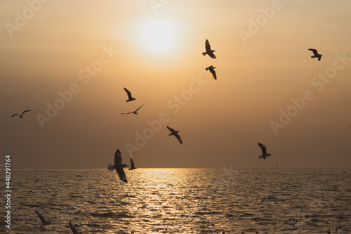 The background of sunset with flying seagull at Bangpu Recreation Center, the gulf of Thailand