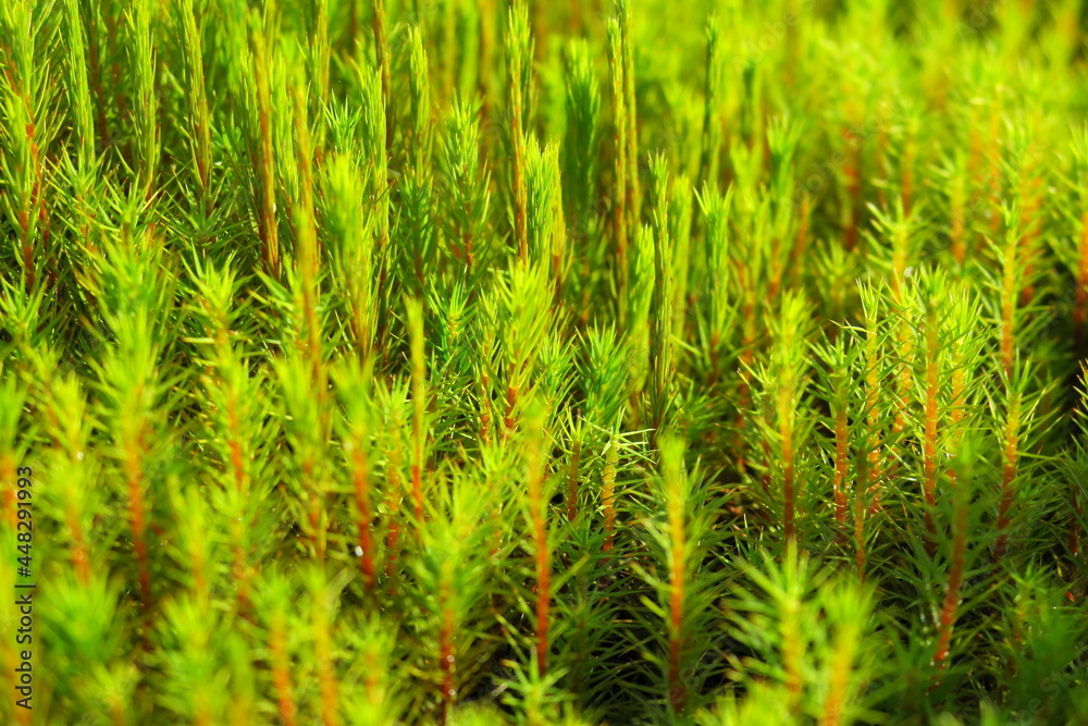 Hair moss polytrichum, hair moss Hair moss polytrichum, hair moss