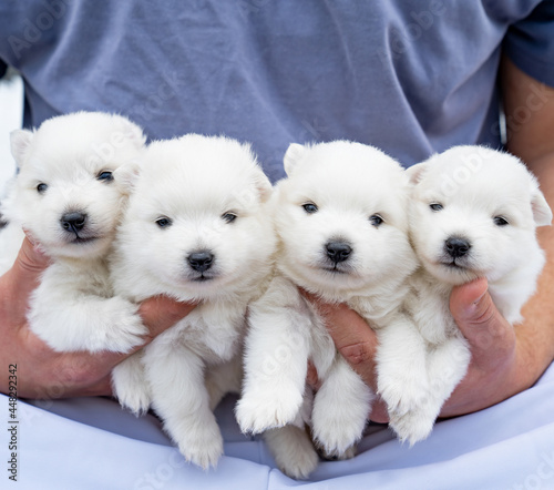 cute four Japanese Spitz puppies in the hands of a man. white fluffy dogs. 