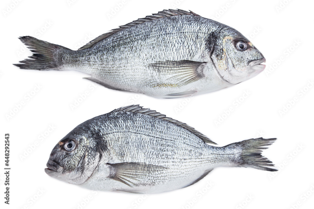 Dorado fish Dorado fish