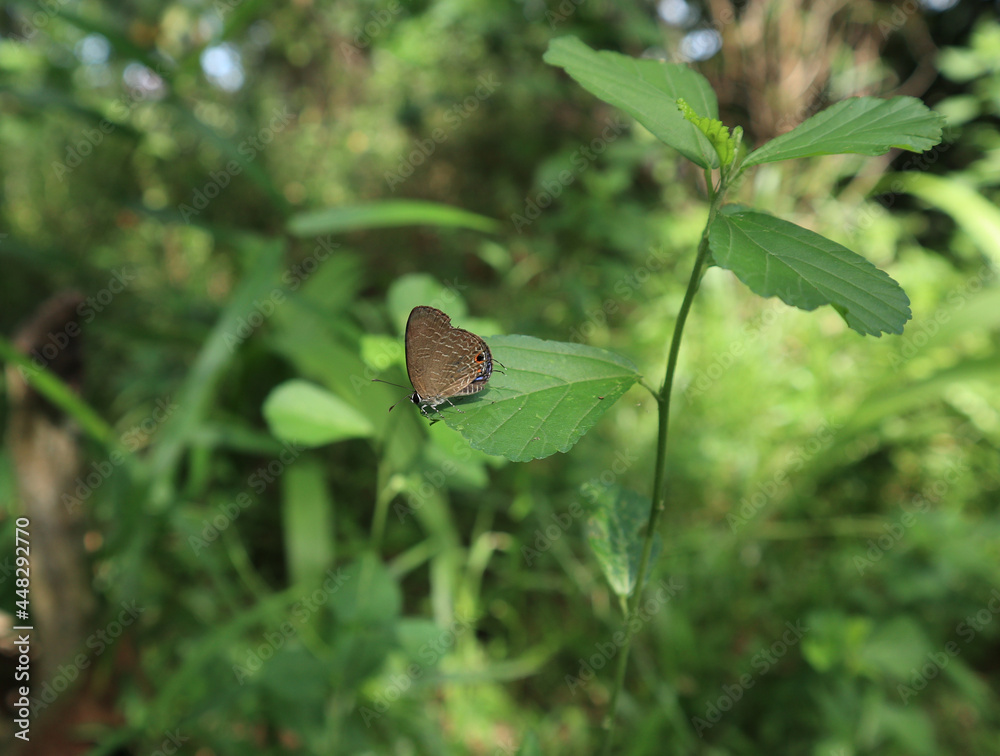 Side view of a Dark cerulean butterfly perched on a Sida alnifolia leaf Side view of a Dark cerulean butterfly perched on a Sida alnifolia leaf