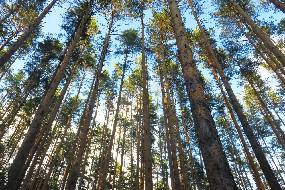 Fototapeta premium Pine trees directed to the sky