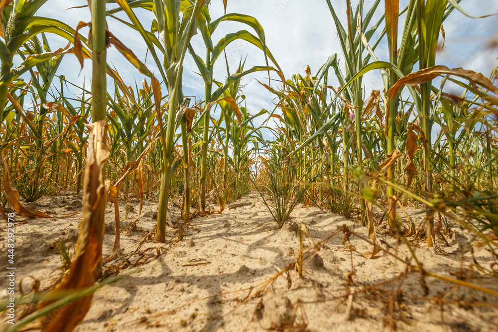 withered corn shoots, heat and drought, field withered corn shoots, heat and drought, field