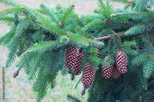 Spruce branch with big cones