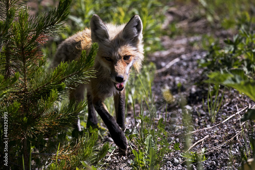 Red Fox walking in Shoshone National Forest in Wyoming in the American West.  photo