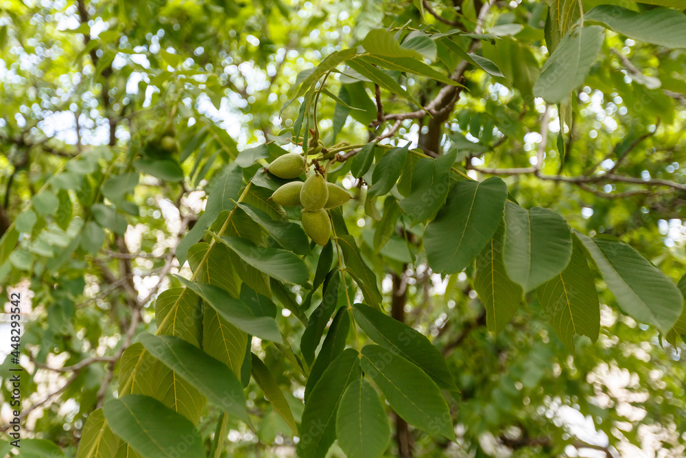 branches with green leaves and green fruits