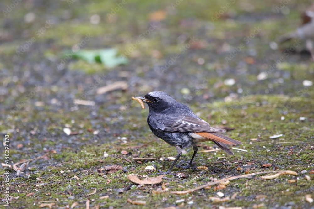 Naklejka premium A male Black redstart.