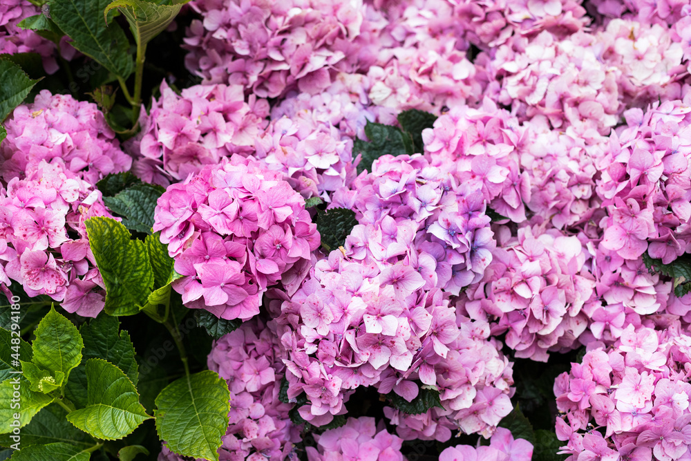 Closeup view of a group of pink spotted hydrangea flower-heads.