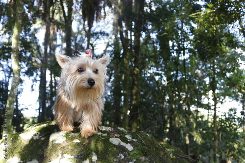 Fotografie Puppy