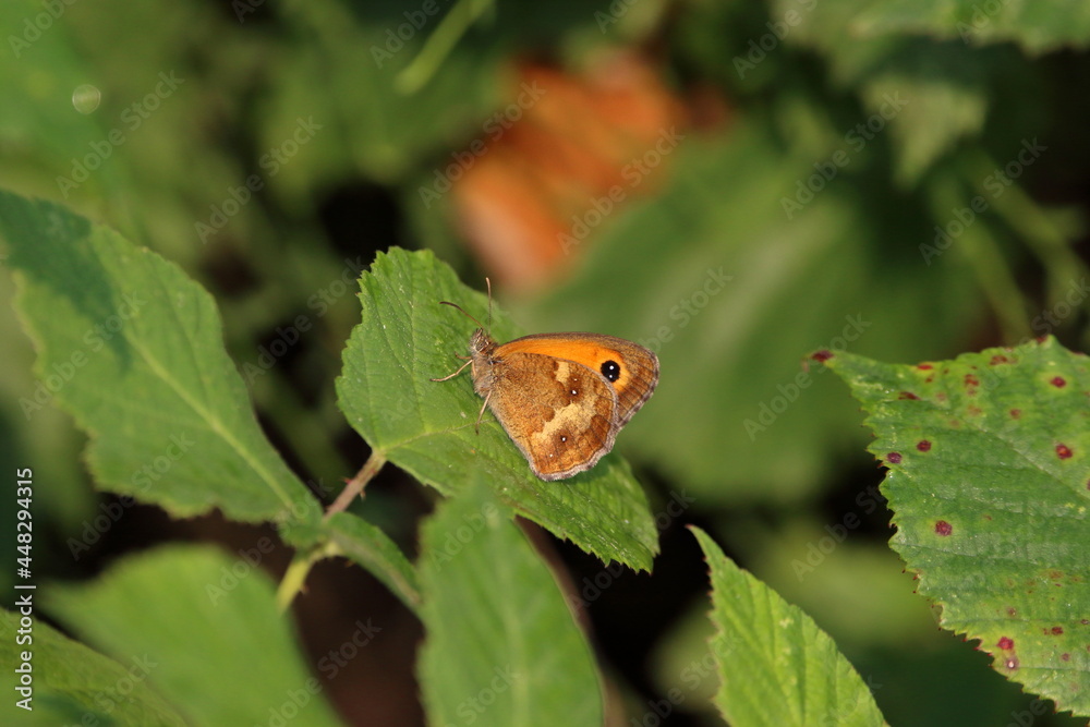 A Gatekeeper butterfly on bramble leaves. A Gatekeeper butterfly on bramble leaves.