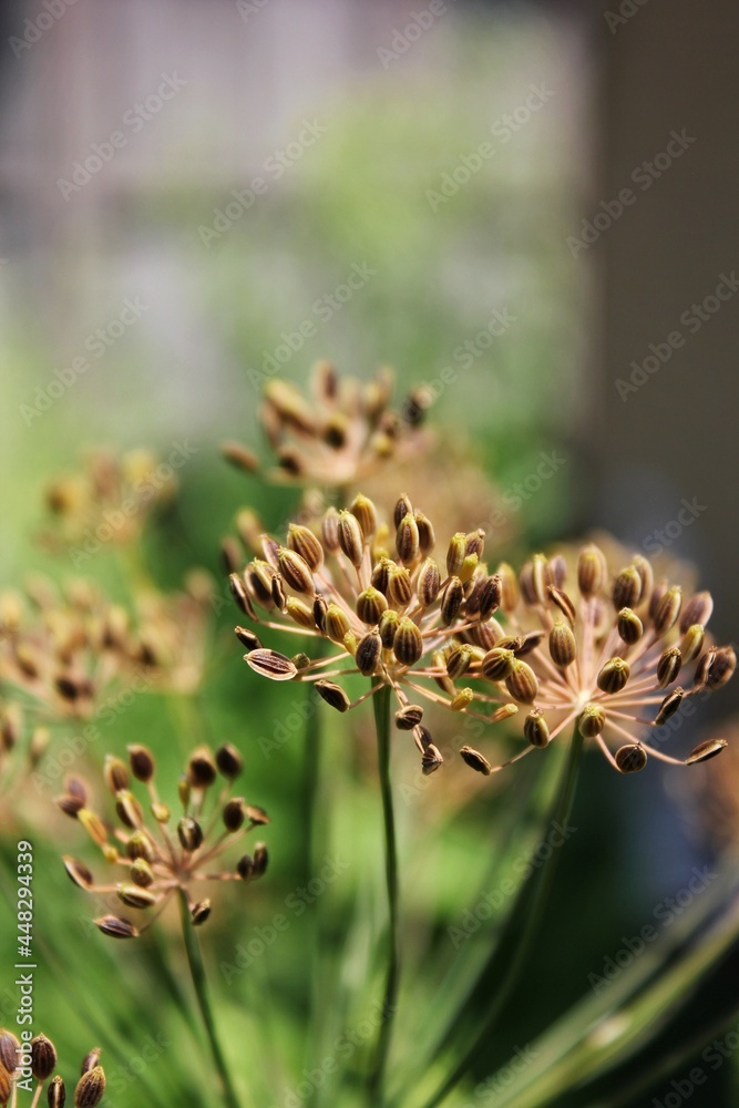 Dill seeds ripening in the bright summer sun. Dill seeds ripening in the bright summer sun.