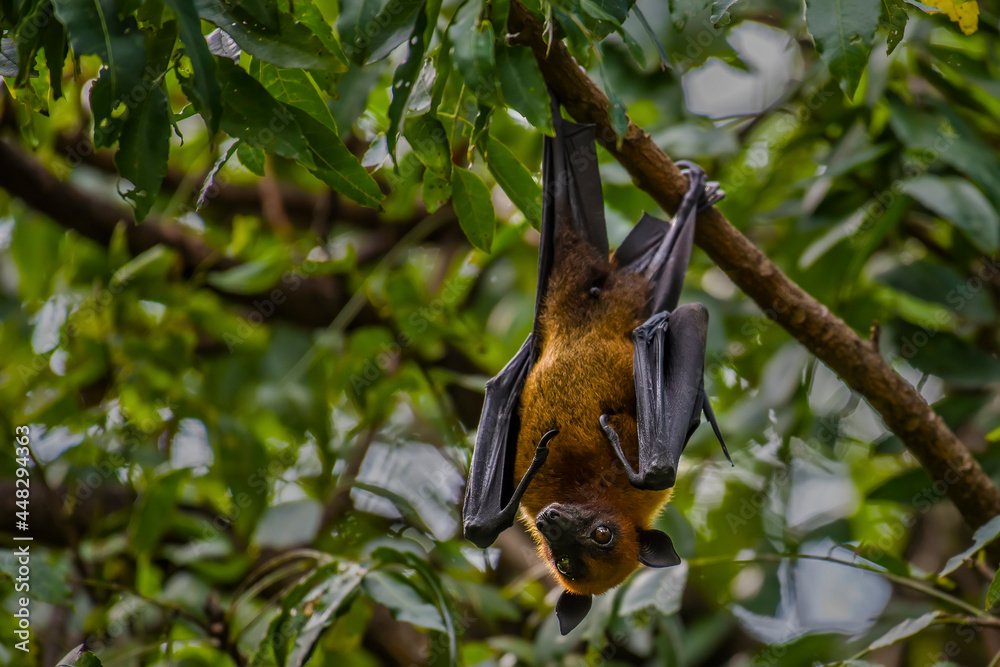 Lyle's flying fox on a branch in nature