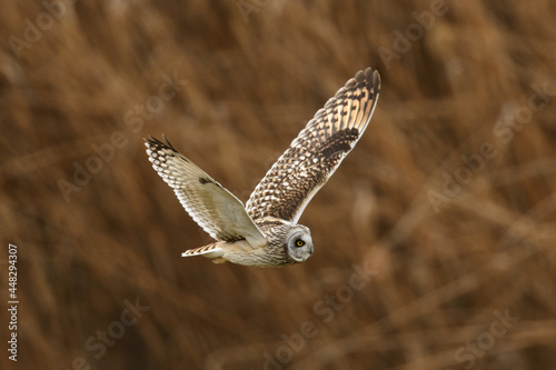 Short-eared owl in flight for hunting.