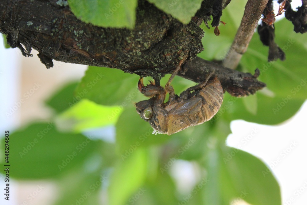 A brown empty cicada shell hanging on a tree branch.