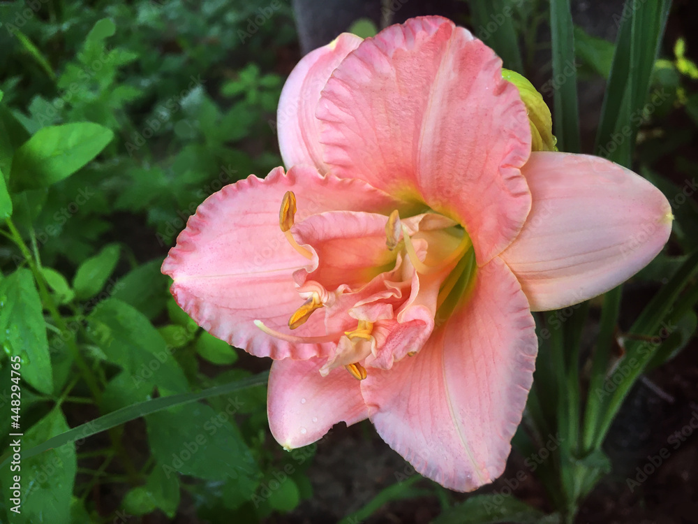 Fototapeta premium Beautiful flowers on green background roses and asters