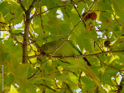 Plakat Psittacula kramer