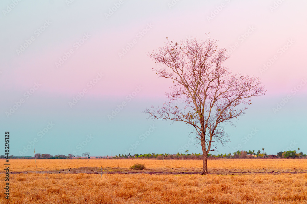 Solitary tree in the field.