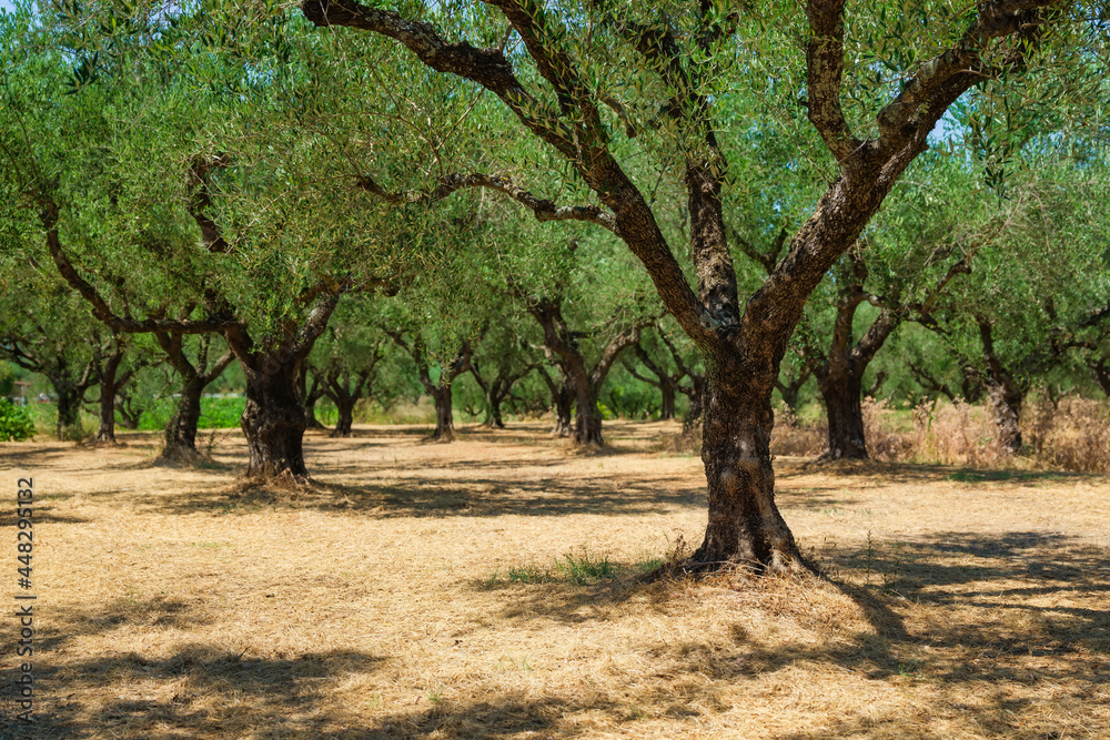 Olive trees in the garden. Agriculture in Greece. Cultivation of olives for oil. Olive trees in the garden. Agriculture in Greece. Cultivation of olives for oil.