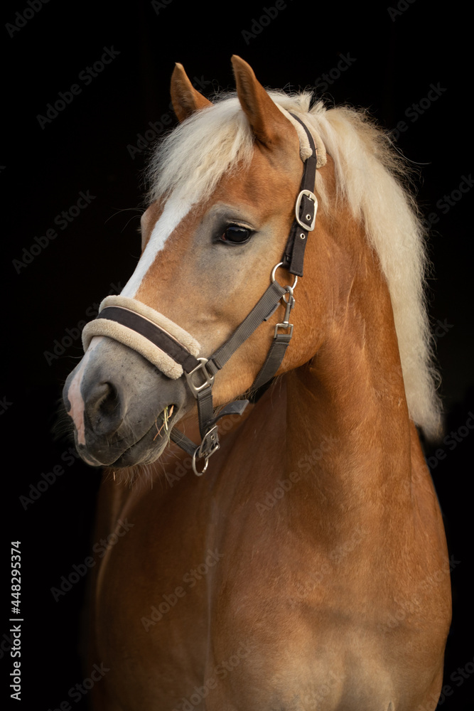 Obraz premium Haflinger vor schwarzem Hintergrund