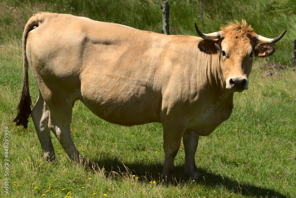Aubrac breed cow in its meadow in freedom