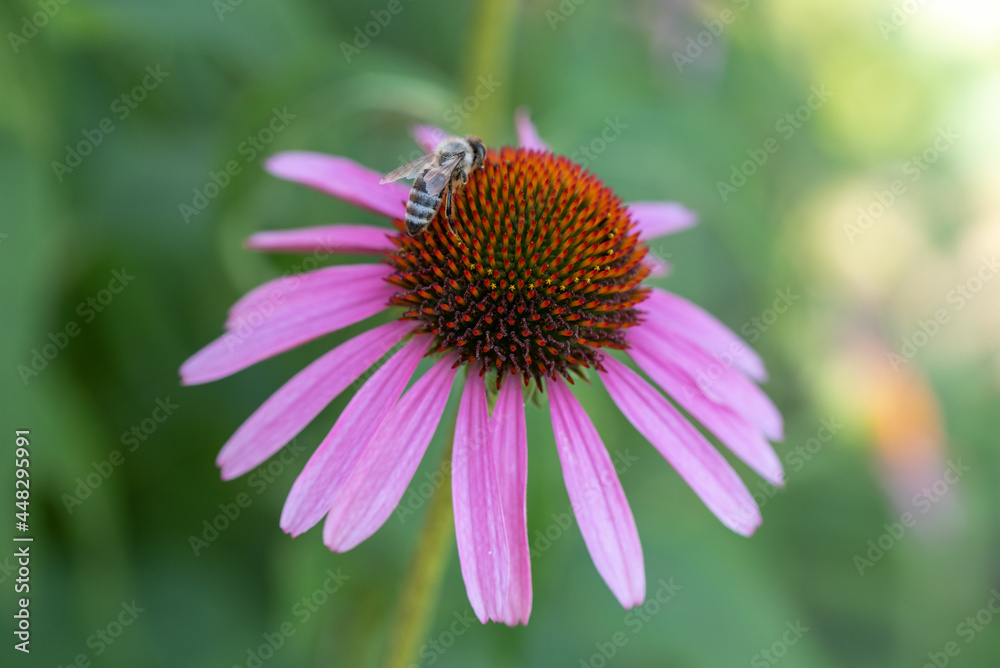 Closeup of echinacea flower and a honey bee Closeup of echinacea flower and a honey bee