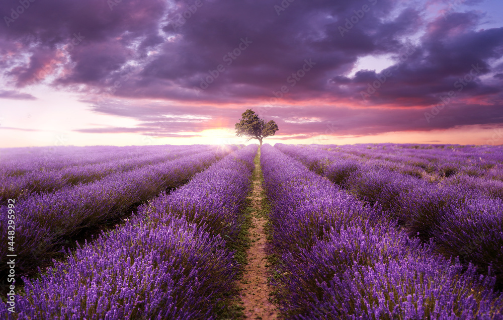 Rows of purple lavender in a field on a summers evening as the sun sets. UK, photo composite