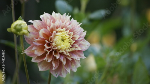 SONY DSC