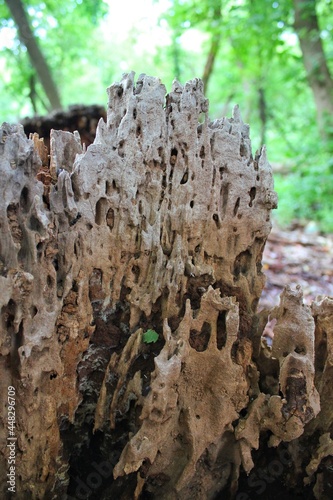 A rotten old tree stump full of worm holes. photo