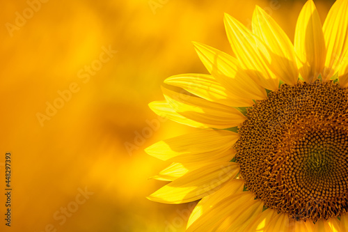 Close-up and copy space view of a sunflower with blurred light sunshine during the sunset