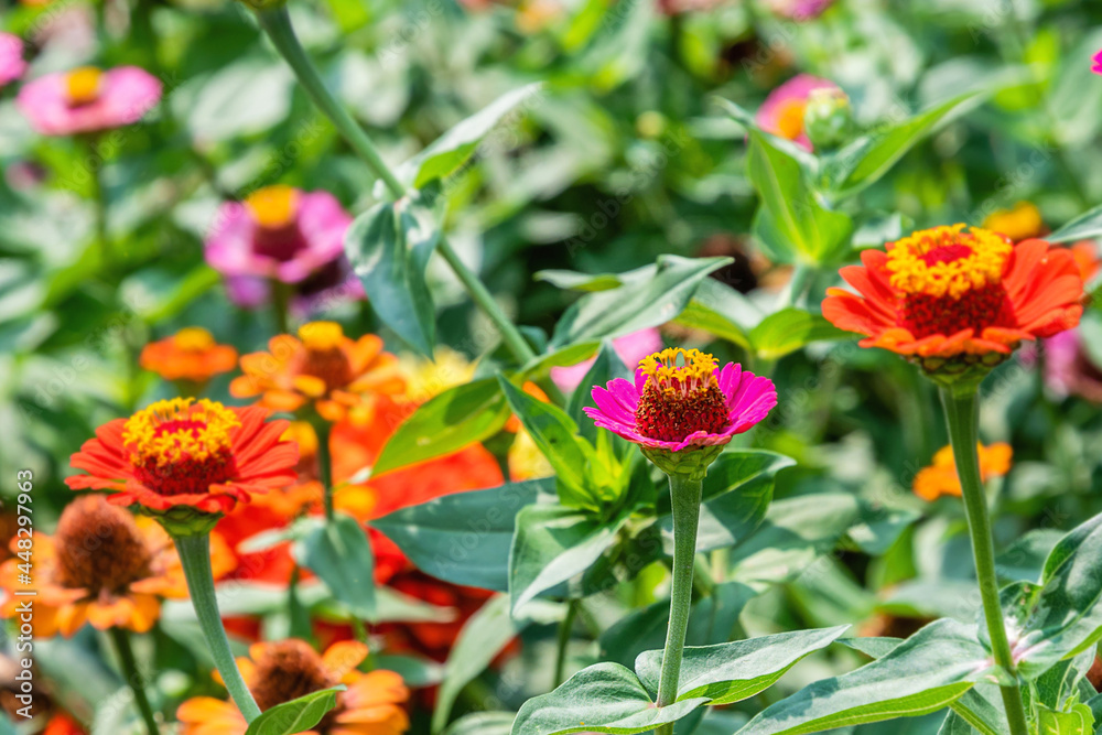 Closeup images of red, pink, magenta, orange, yellow flowers of zinnia Closeup images of red, pink, magenta, orange, yellow flowers of zinnia