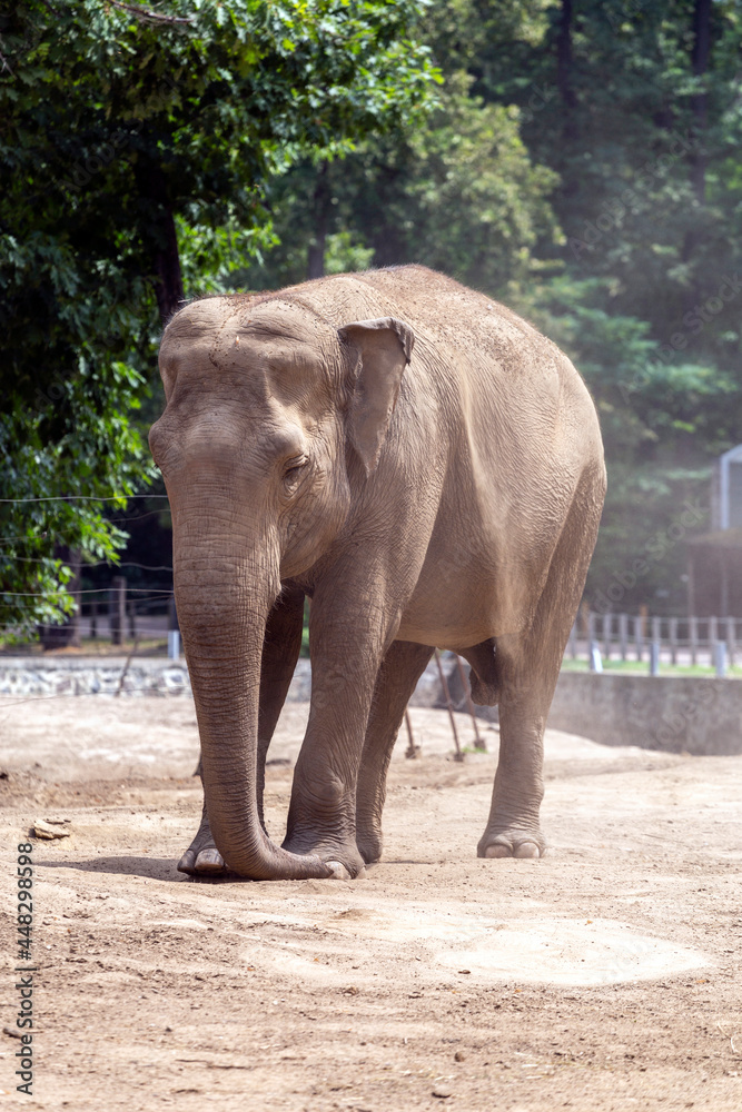 Asian elephant at Sosto Zoo