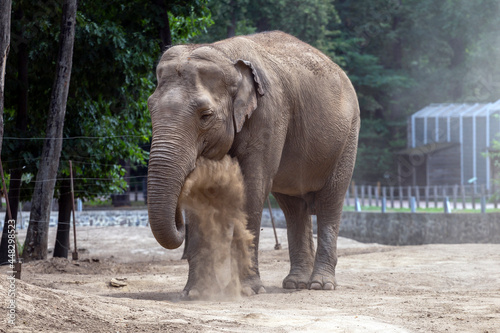 Asian elephant at Sosto Zoo