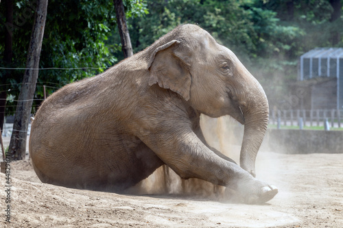 Asian elephant at Sosto Zoo