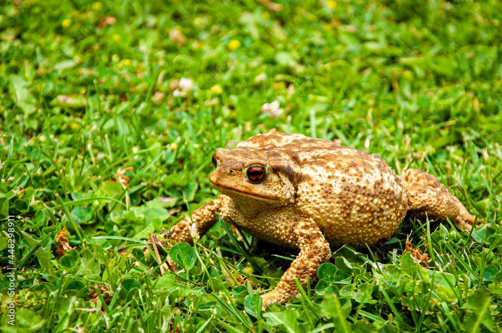 frog on the grass frog on the grass