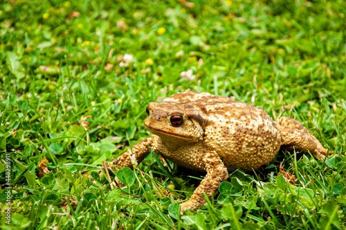 frog on the grass