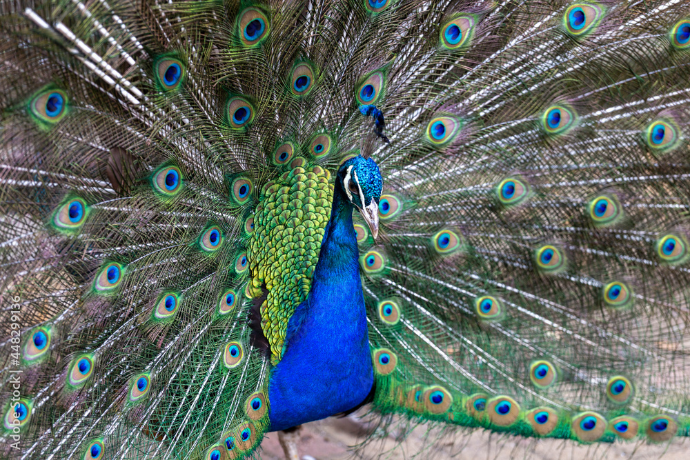 Obraz premium Indian peafowl at Sosto Zoo