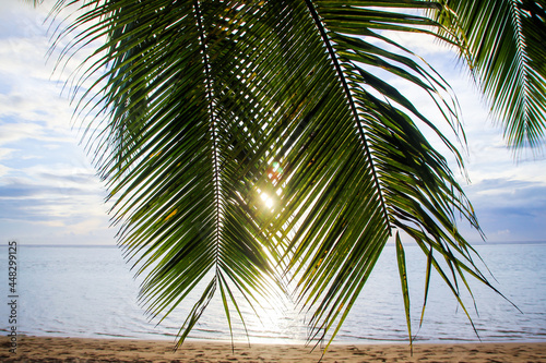 Tahiti tropical lush vegetation  flowers  plants  trees  leaves  palms  Tahiti  French Polynesia  Pacific islands  South Pacific