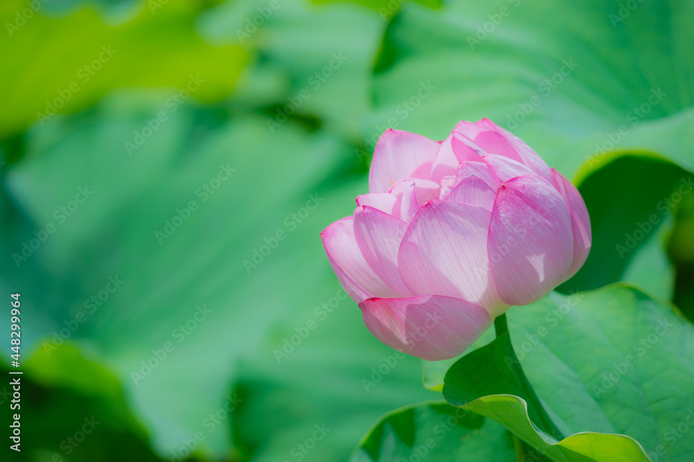 東京都台東区上野にある不忍池に咲く蓮の花