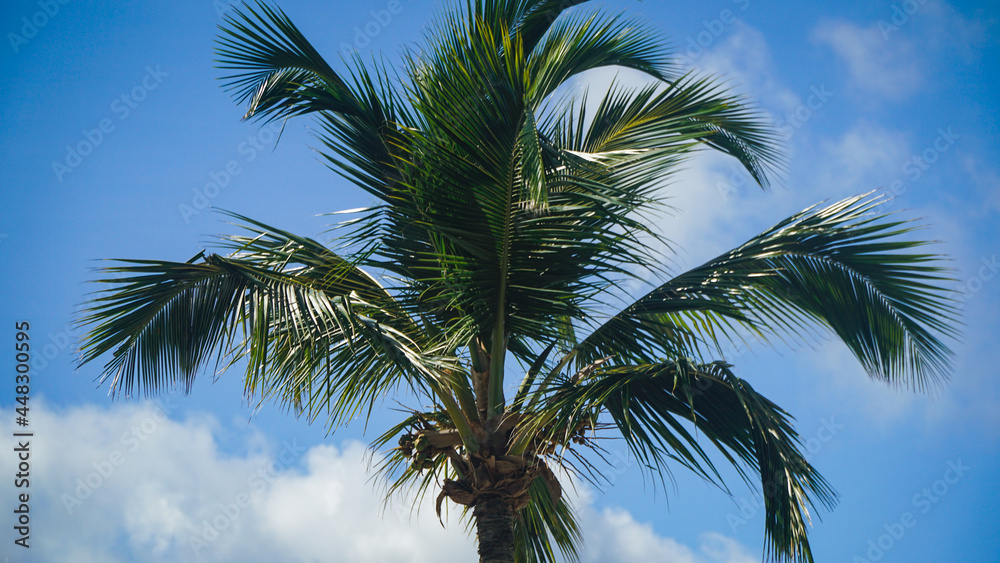 palm tree and blue sky palm tree and blue sky