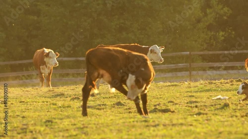 A brown cow walks through a sunlit pasture among other cows. The setting sun. Shooting with wiring.