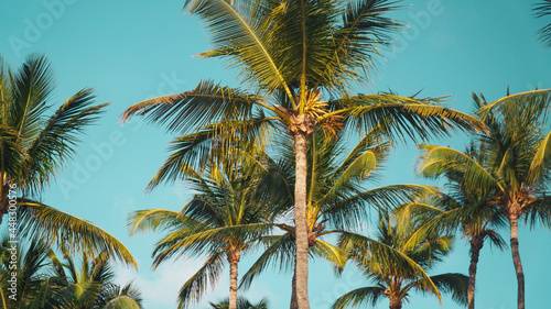 palm tree on blue