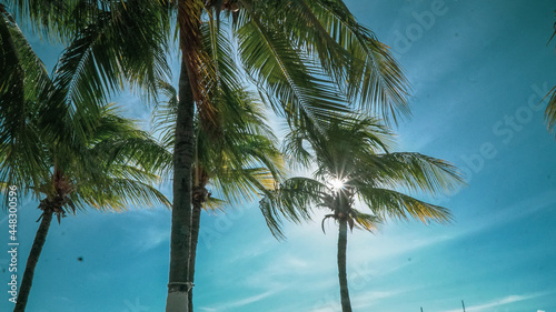 palm trees on the beach