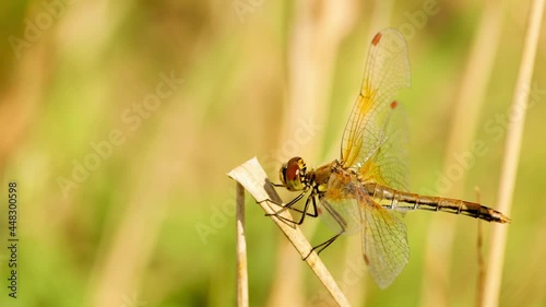 The dragonfly flew in and sat on the plant. The insect chews and shakes its head. Shooting close-up.