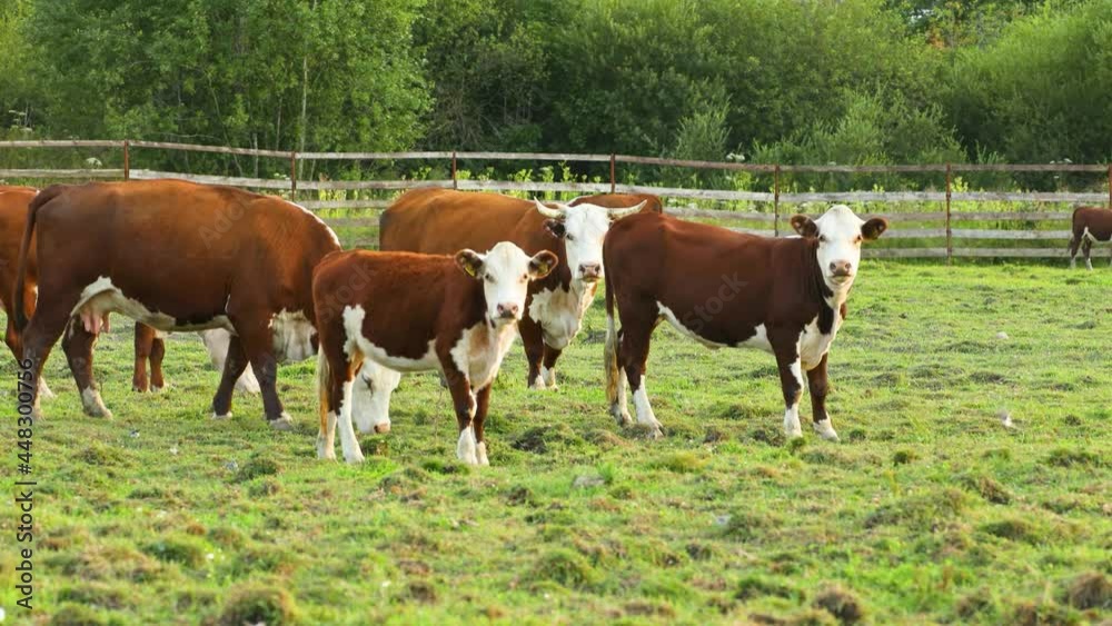Cows graze in the meadow and eat grass. The cows are looking at the camera. Country life. Cows graze in the meadow and eat grass. The cows are looking at the camera. Country life.