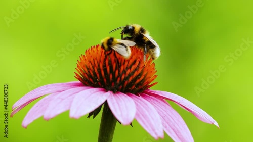 A bee sits on an echinacea flower and washes. Pollination of a flower close-up.