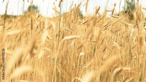 The ears of rye develop in the wind. Wheat field.