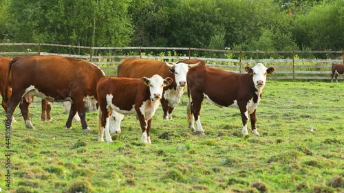 Cows graze in the meadow and eat grass. The cows are looking at the camera. Country life.