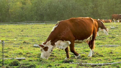 A herd of cows grazes in the pasture.
