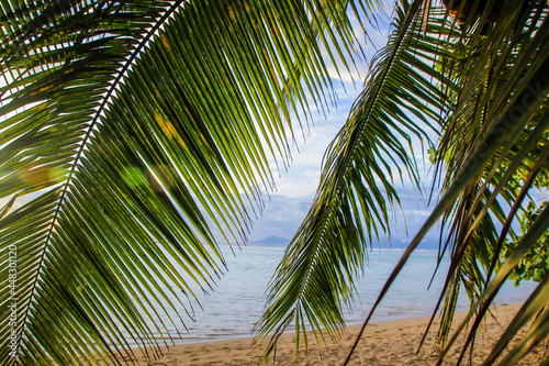 Tahiti tropical lush vegetation, flowers, plants, trees, leaves, palms, Tahiti, French Polynesia, Pacific islands, South Pacific